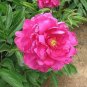 5 Pcs Rare Flower King Pink Red Peony Seedling
