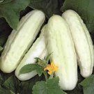 50 Pcs Rare Low Acid White Wonder Cucumber