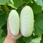 50 Pcs Rare Low Acid White Wonder Cucumber
