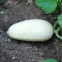 50 Pcs Rare Low Acid White Wonder Cucumber
