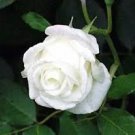 50 Pcs New White Rose Shrub Flower