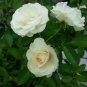 50 Pcs New White Rose Shrub Flower