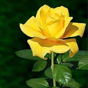 50 Pcs New Yellow Rose Bush Perennial Flower Seeds