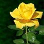 50 Pcs New Yellow Rose Bush Perennial Flower Seeds