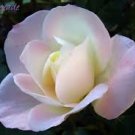 50 Pcs New Kathy Wade Hybrid Rose Shrub Bonsai Flowers