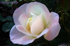 50 Pcs New Kathy Wade Hybrid Rose Shrub Bonsai Flowers