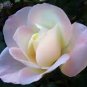 50 Pcs New Kathy Wade Hybrid Rose Shrub Bonsai Flowers