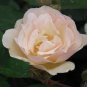 50 Pcs New Kathy Wade Hybrid Rose Shrub Bonsai Flowers
