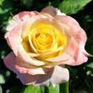 50 Pcs New Yellow Red Stripped Soft Rose Bush Plant