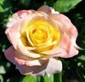 50 Pcs New Yellow Red Stripped Soft Rose Bush Plant