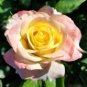 50 Pcs New Yellow Red Stripped Soft Rose Bush Plant