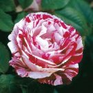 50 Pcs New Pink Rose Red Strip Shrub Flower