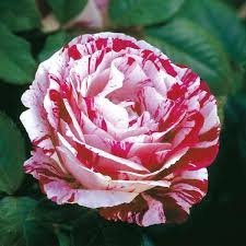 50 Pcs New Pink Rose Red Strip Shrub Flower