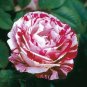 50 Pcs New Pink Rose Red Strip Shrub Flower