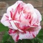 50 Pcs New Pink Rose Red Strip Shrub Flower