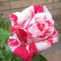 50 Pcs New Pink Rose Red Strip Shrub Flower