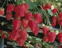 100 Pcs Temptation Strawberry Seeds