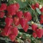 100 Pcs Temptation Strawberry Seeds