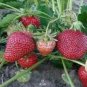100 Pcs Temptation Strawberry Seeds
