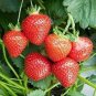 100 Pcs Temptation Strawberry Seeds