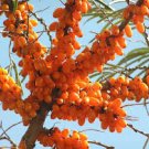 20 Pcs Sea Buckthorn Shrub Sandthorn Swallow Thorn Small Tree