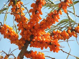 20 Pcs Sea Buckthorn Shrub Sandthorn Swallow Thorn Small Tree
