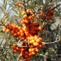 20 Pcs Sea Buckthorn Shrub Sandthorn Swallow Thorn Small Tree