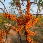 20 Pcs Sea Buckthorn Shrub Sandthorn Swallow Thorn Small Tree