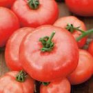 100 Pcs Beefmaster Hybrid F1 Tomato Seeds