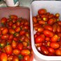 100 Pcs Imported Tomato organic bright red middle fruits