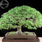 10 Pcs Rare Outdoor Sybian Rain Silk Tree