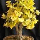 5 Pcs Maidenhair Fossil Tree Gingko Biloba Bonsai Seeds Yellow Ornamental Leaves