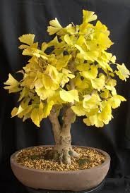5 Pcs Maidenhair Fossil Tree Gingko Biloba Bonsai Seeds Yellow Ornamental Leaves
