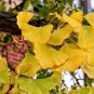 5 Pcs Maidenhair Fossil Tree Gingko Biloba Bonsai Seeds Yellow Ornamental Leaves