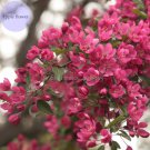 10 Pcs Northwest China Red Apple Flower