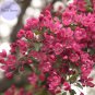 10 Pcs Northwest China Red Apple Flower