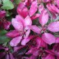 10 Pcs Northwest China Red Apple Flower