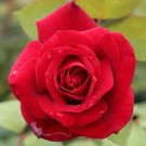 50 Pcs Heirloom Big Blooming Fresh Red Rose Tree for Landscape 50 Pcs Heirloom Big Blooming Fresh Red Rose Tree for Landscape