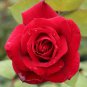 50 Pcs Heirloom Big Blooming Fresh Red Rose Tree for Landscape