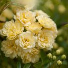 50 Pcs Yellow Short Climbing Rose