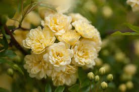 50 Pcs Yellow Short Climbing Rose