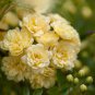 50 Pcs Yellow Short Climbing Rose