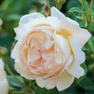 50 Pcs Heirloom Single Petalled White Climbing Rose Flower
