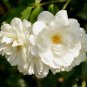 50 Pcs Heirloom Single Petalled White Climbing Rose Flower