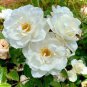 50 Pcs Heirloom Single Petalled White Climbing Rose Flower