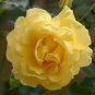 50 Pcs Heirloom Big Blooming Yellow Turbine-like Climbing Rose