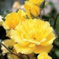50 Pcs Heirloom Big Blooming Yellow Turbine-like Climbing Rose