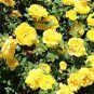 50 Pcs Heirloom Big Blooming Yellow Turbine-like Climbing Rose