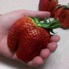 100 Pcs Fragaria Ananassa Rare Giant Flat Strawberry 100 Pcs Fragaria Ananassa Rare Giant Flat Strawberry