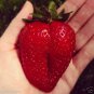 100 Pcs Fragaria Ananassa Rare Giant Flat Strawberry